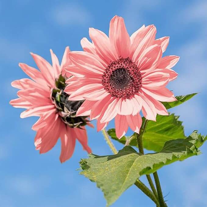 Baby Pink Sunflower plant