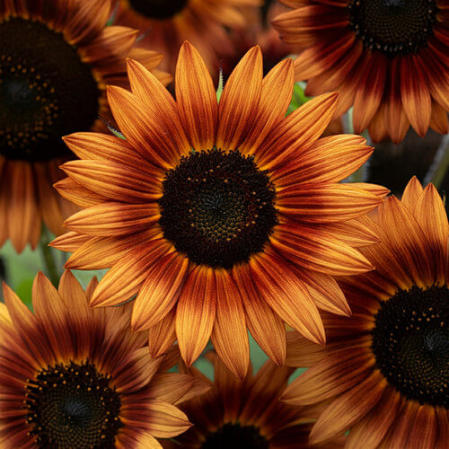 Brown Sunflower plant
