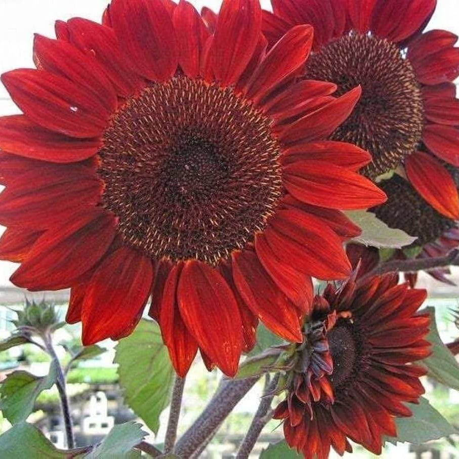 Red Mini Sunflower plant