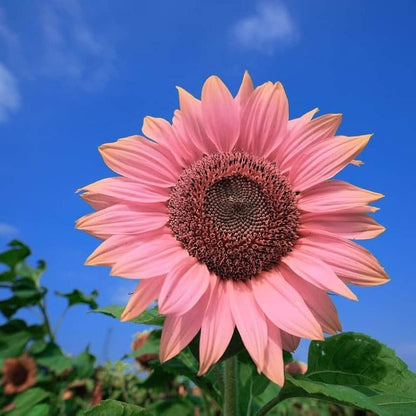 Baby Pink Sunflower plant