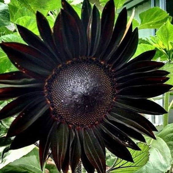 Black Giant Sunflower plant