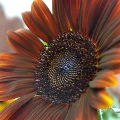 Brown Sunflower plant