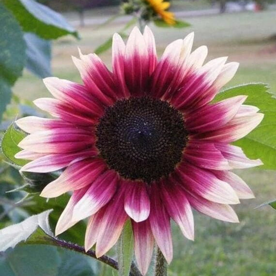 Cherry Rose Sunflower plant
