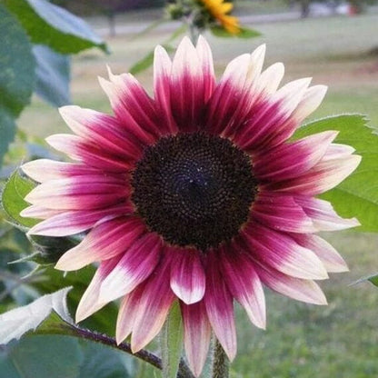 Cherry Rose Sunflower plant