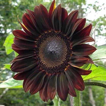 Chocolate Cherry Sunflower plant