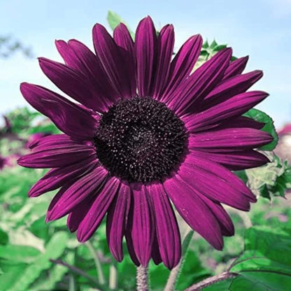 Deep Purple Sunflower plant