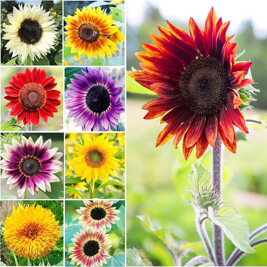 Mix Sunflower plant