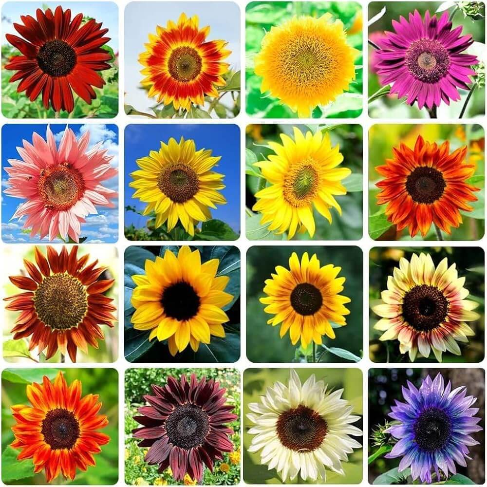 Mix Sunflower plant