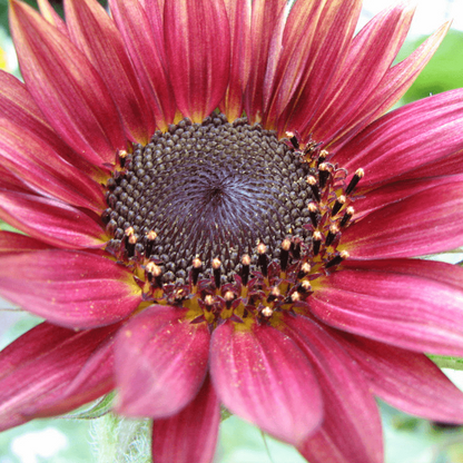 Pink Mini Sunflower plant