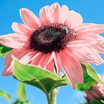 Premium Pink Sunflower plant