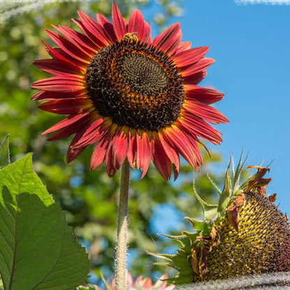 Red Sunflower plant