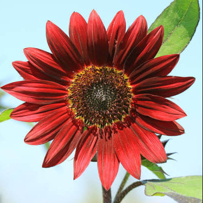 Red Mini Sunflower plant