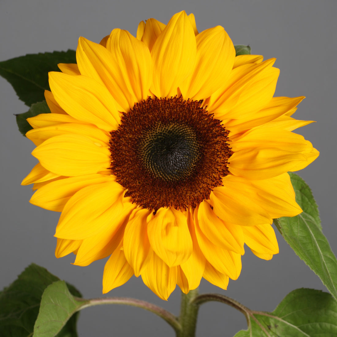 Sunflower flower seeds