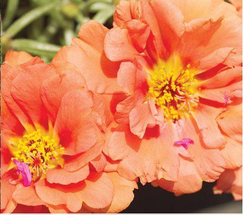 Orange Portulaca flower seeds
