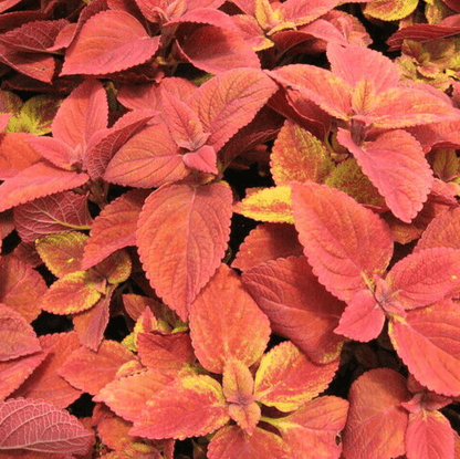 Deep Orange Coleus plant