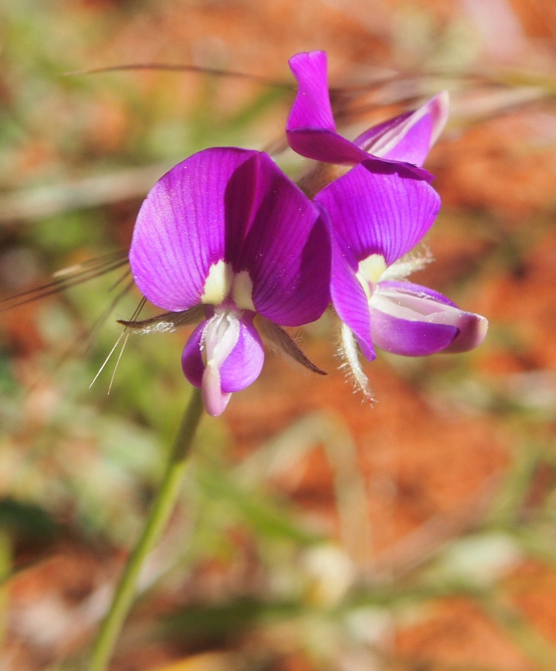 Swainsonia flower seeds