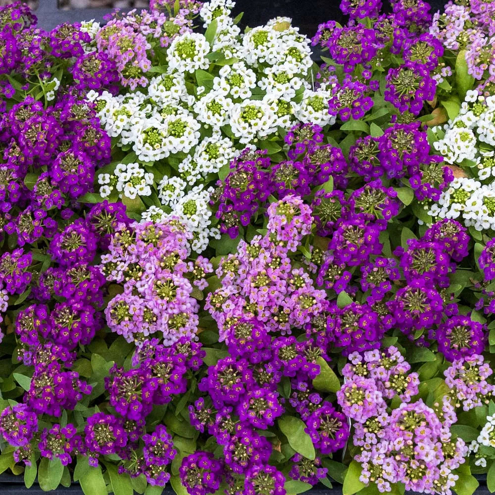 Alyssum Lobularia flower seeds