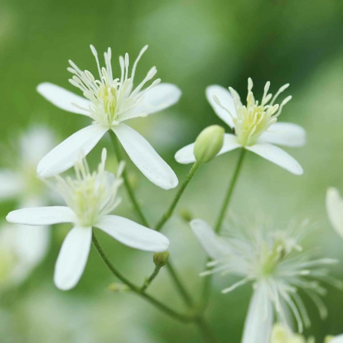 Autumn Clematis flower seeds