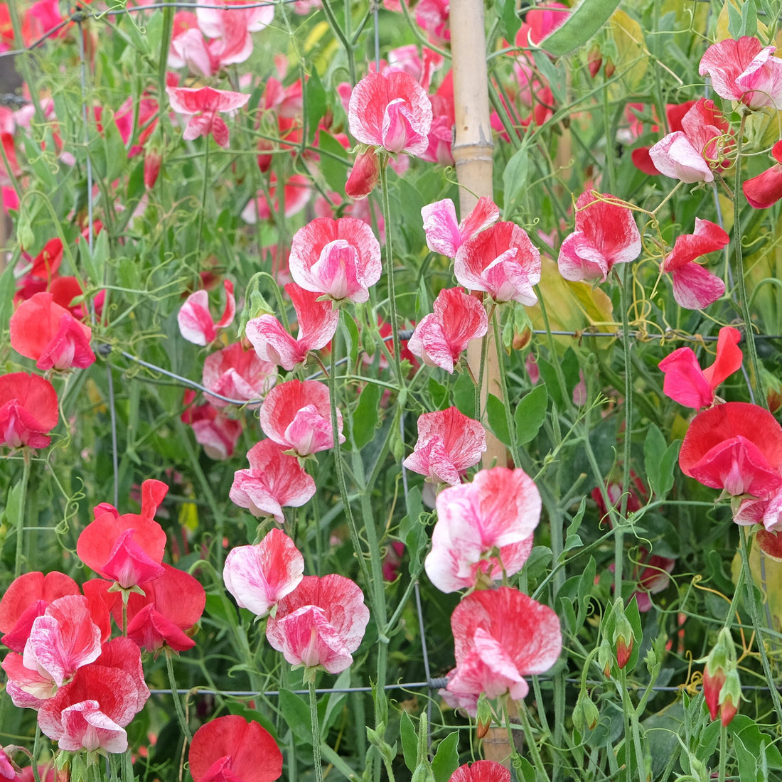 Sweet Pea flower seeds