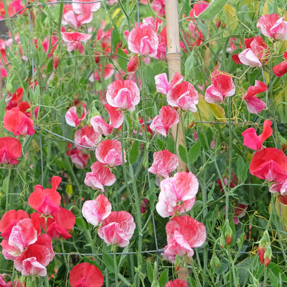 Sweet Pea flower seeds