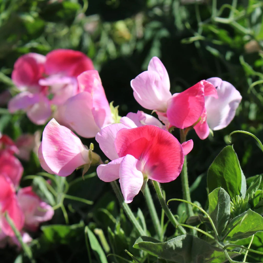 Sweet Pea flower seeds