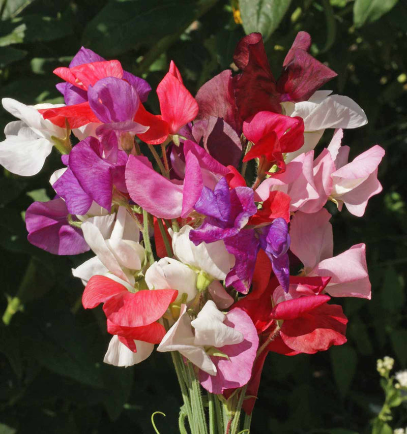 Red Sweet Pea Flower Seeds for Planting – Heirloom Non-GMO Garden Seeds