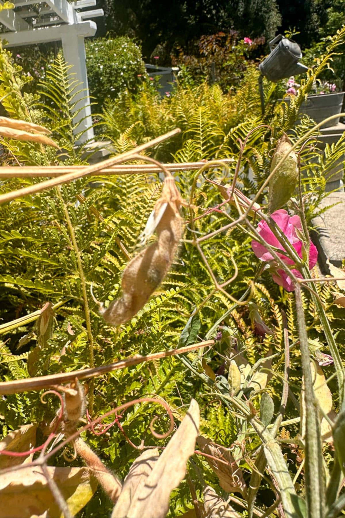 Brown Sweet flower seeds