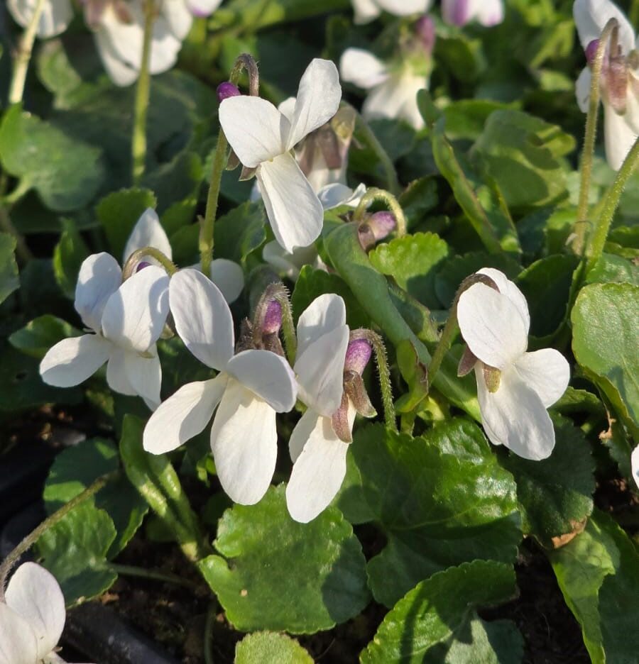 Viola Alba flower seeds