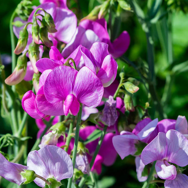 Sweet Pea flower seeds