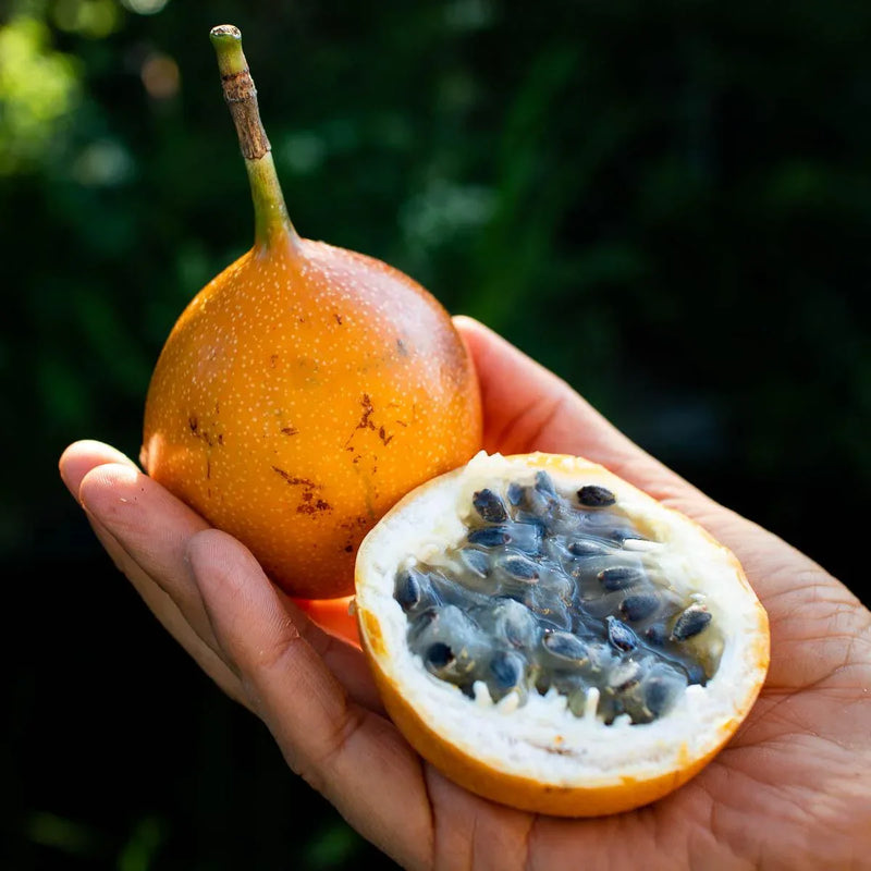 Granadilla Fruit Seeds for Planting – Heirloom Non-GMO Garden Seeds