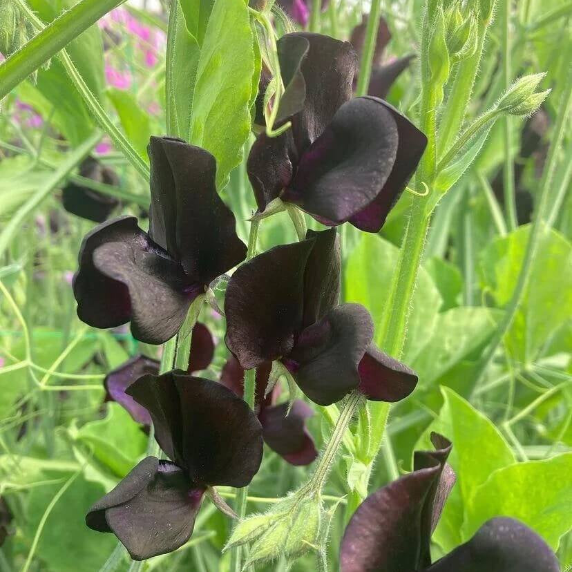 Black Sweet Pea plant