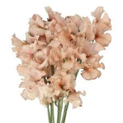 Brown Sweet Pea plant