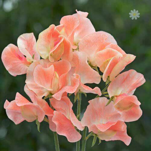 Candyfloss Sweet Pea plant