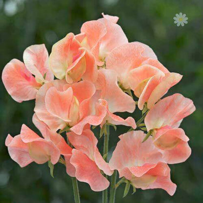 Candyfloss Sweet Pea plant