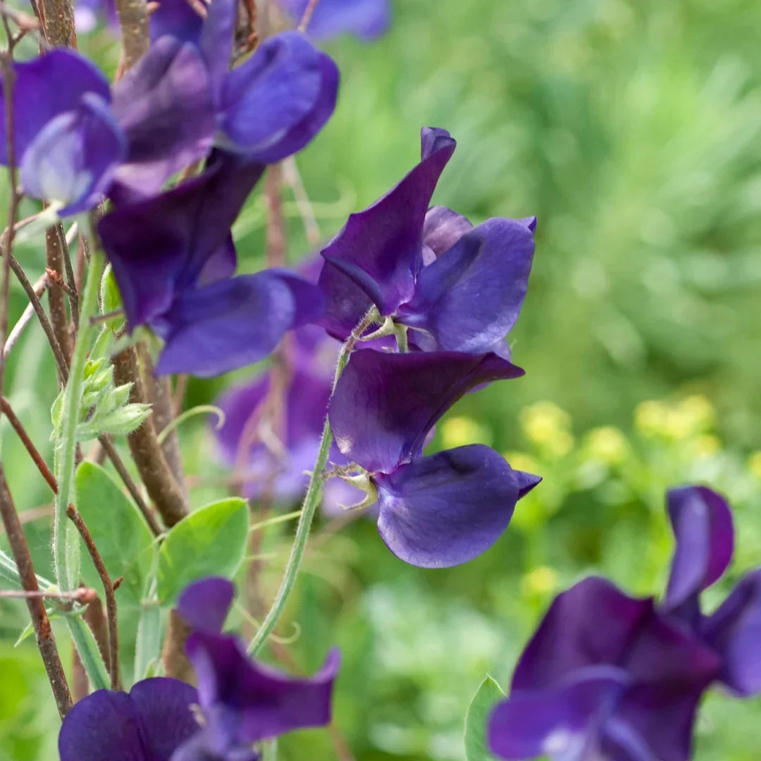 Blue Sweet Pea plant