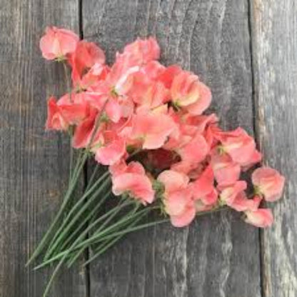 Peach Sweet Pea plant