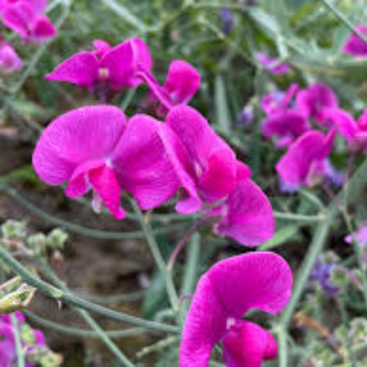 Pink Sweet Pea plant