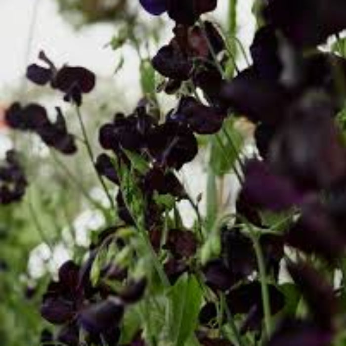 Black Sweet Pea plant