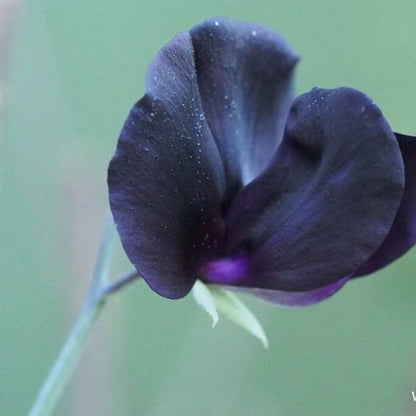 Black Sweet Pea plant