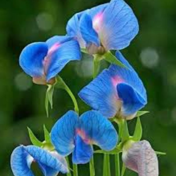 Blue Sweet Pea plant