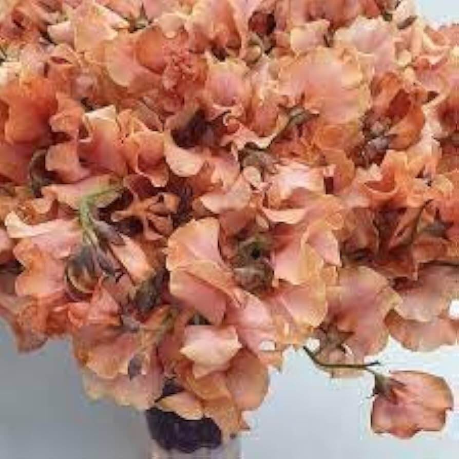 Brown Sweet Pea plant