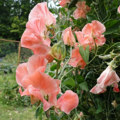 Candyfloss Sweet Pea plant