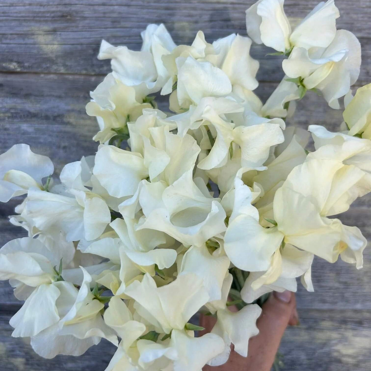 Cream Sweet Pea plant