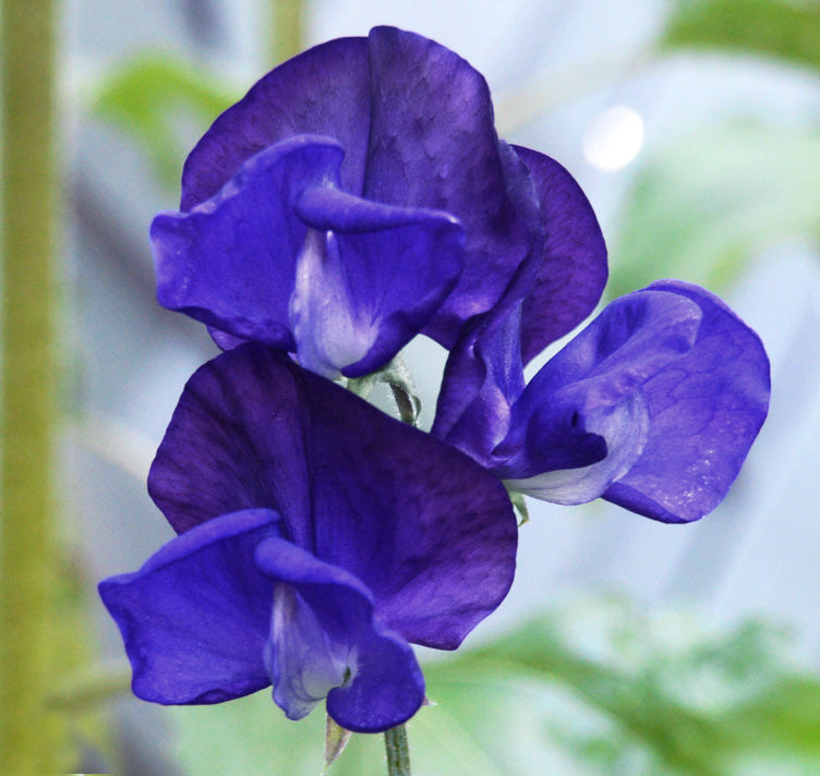 Blue Sweet Pea plant
