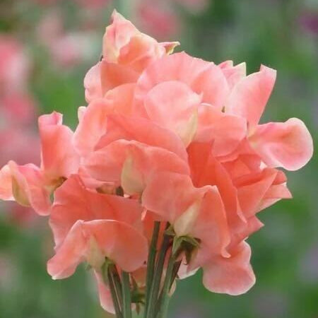 Peach Sweet Pea plant