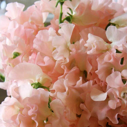 Peach Sweet Pea plant