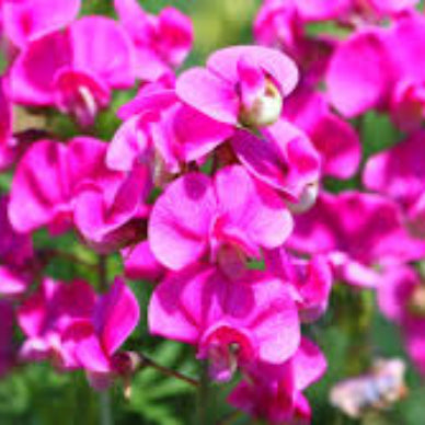 Pink Sweet Pea plant