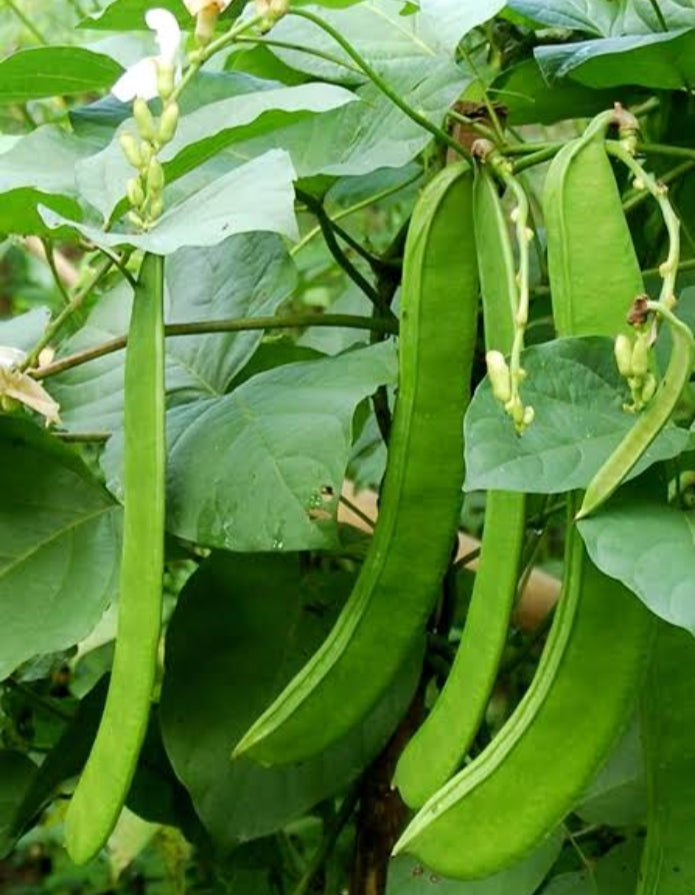 Sword Bean Seeds