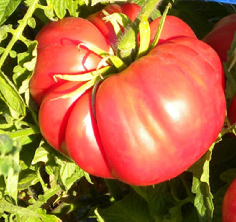 Cosmonaut Volkov Tomato Seeds for Planting – Heirloom Russian Tomato Seeds
