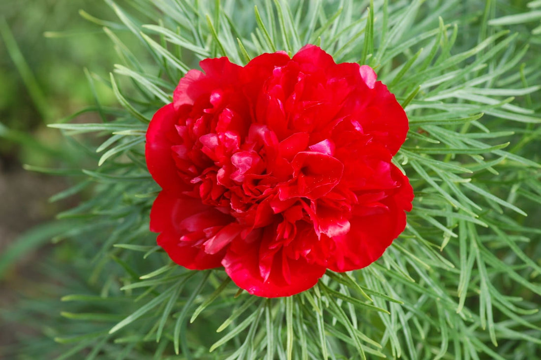Double Flowering flower seeds